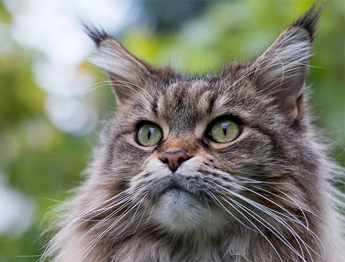 Close-up of a Maine Coon cat with thick fur and striking green eyes in a natural setting.