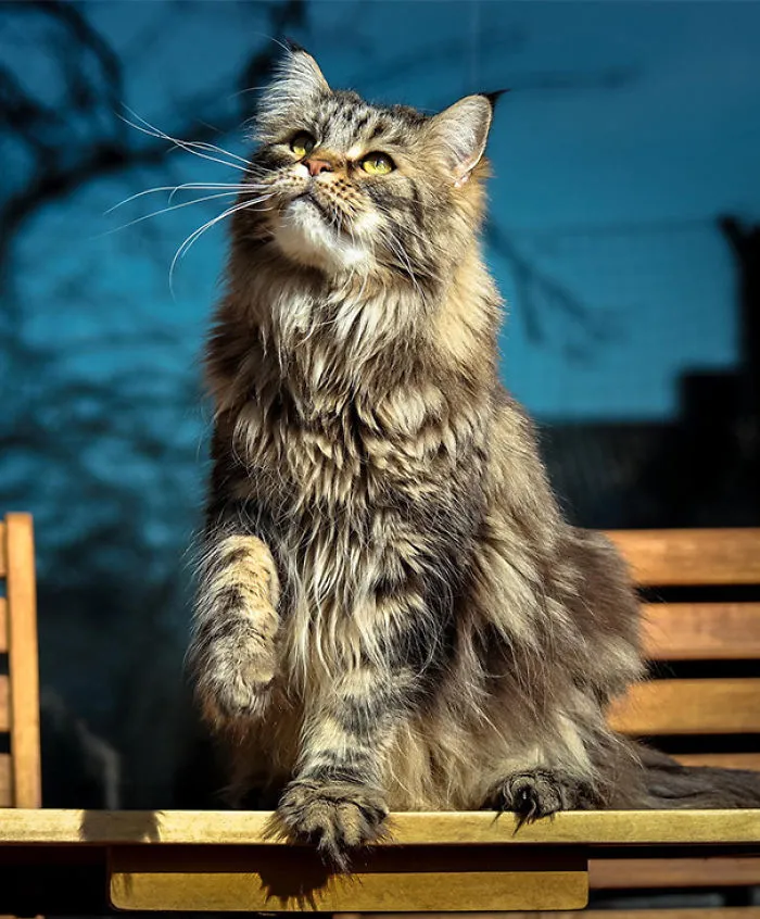 Fluffy Maine Coon Cat