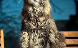 Updated 2025 Guide: Everything You Need to Know About Maine Coon Cats