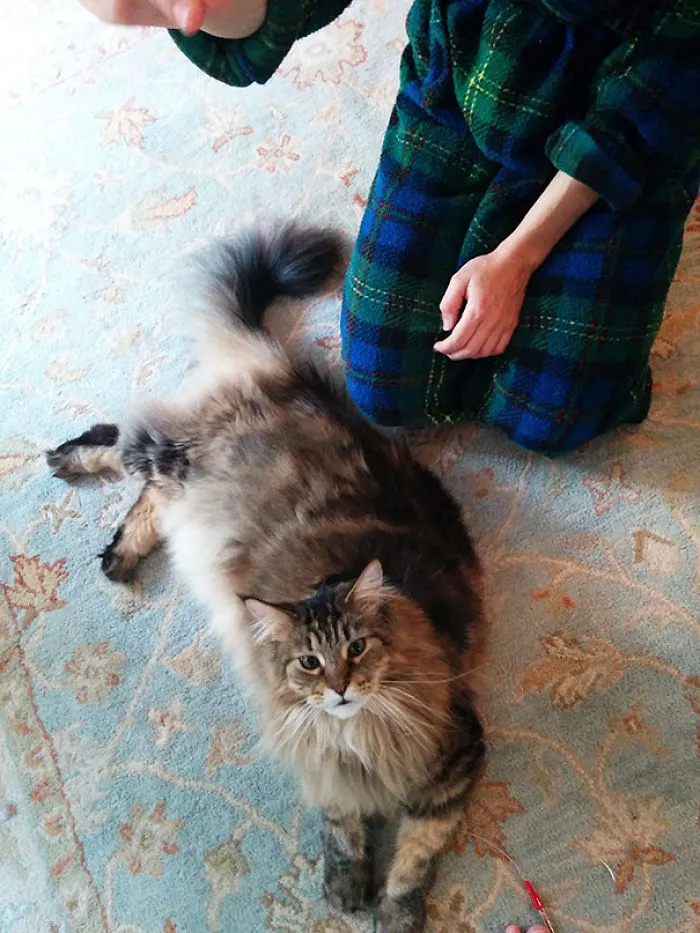 A large Maine Coon cat lounging on a patterned rug beside a person in a plaid robe.