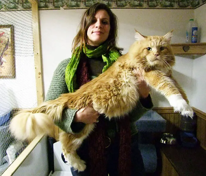 Woman holding a giant Maine Coon cat with fluffy orange fur, showcasing the large size and soft character of the breed