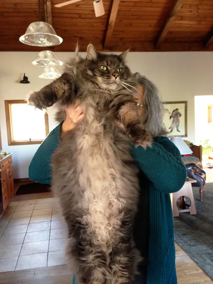 Giant Maine Coon cat with fluffy fur being held up in a cozy living room.