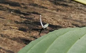 Nature Gets Interesting With My New Phone.