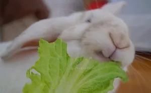 Our Bunny That We Adopted Is Always Happy