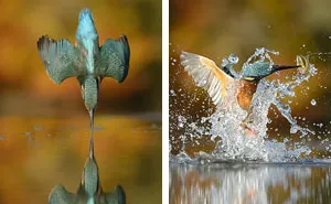 After 6 Years And 720,000 Attempts, Photographer Finally Takes Perfect Shot Of Kingfisher