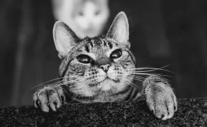 Photographing Cats Helps Me Deal With My Insecurity And Dark Past
