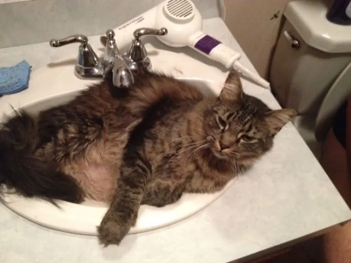 Maine Coon cat lounging comfortably in a bathroom sink, showcasing its large size and soft fur.