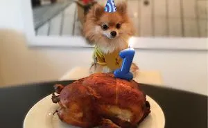 Pom Pom Chewy Celebrates His Birthday With 27 Thousand Of His Closet Friends!