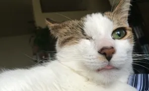 Poppy Doesn't Know She's Supposed To Have Two Eyes