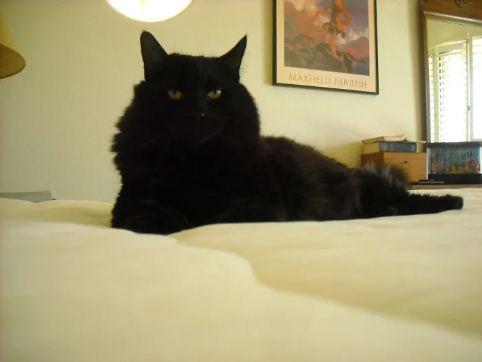 Black Maine Coon cat with thick fur lying on bed in a cozy room, showcasing its large size and gentle nature.