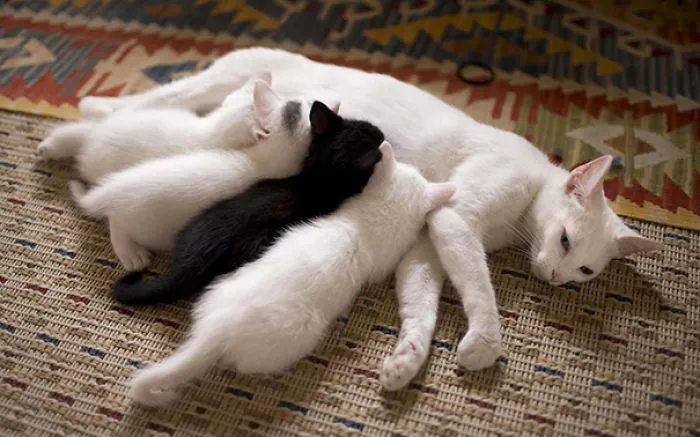 Mother Cat With Her Kitties