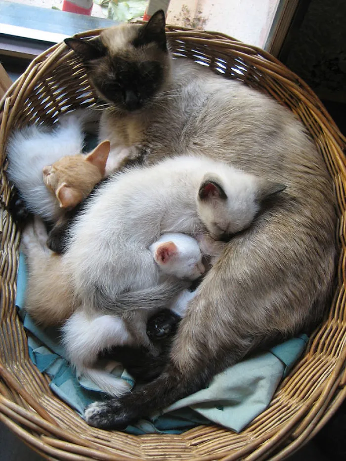 Siamese Multiethnical Family