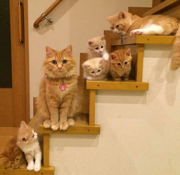 Kitteh Family Pic