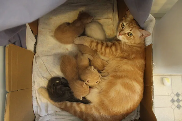 Cheetos Kittens At 2 1/2 Weeks Old