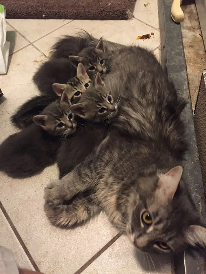 My Cat Recently Had All Girl Kittens, They Seem To Be More Alike Than I Thought