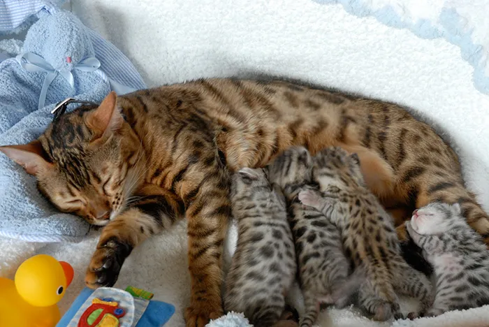 They Are Made Of Pure Love