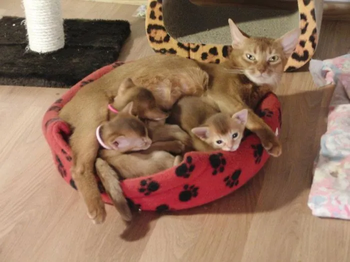 Rosa And Her 3 Mini-me's