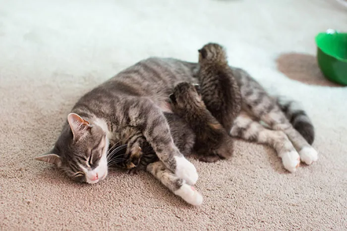 Momma Cat Who Lost Her 3 Kittens United With 3 Abandoned Kittens Who Needed A New Mom