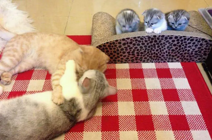 Cute Cat Family