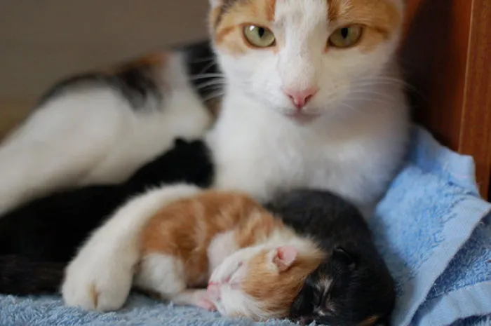Another Photo By Request Of My Cat And Her Three Kittens