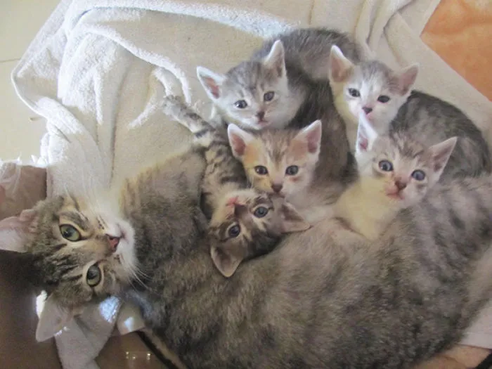 My Cat And Her Five Kittens