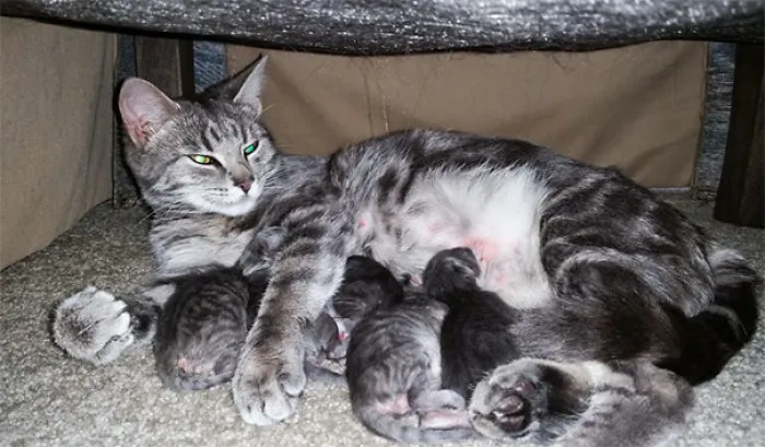 This Is An Outdoor Stary That Adopted Us To Have Her Kittens