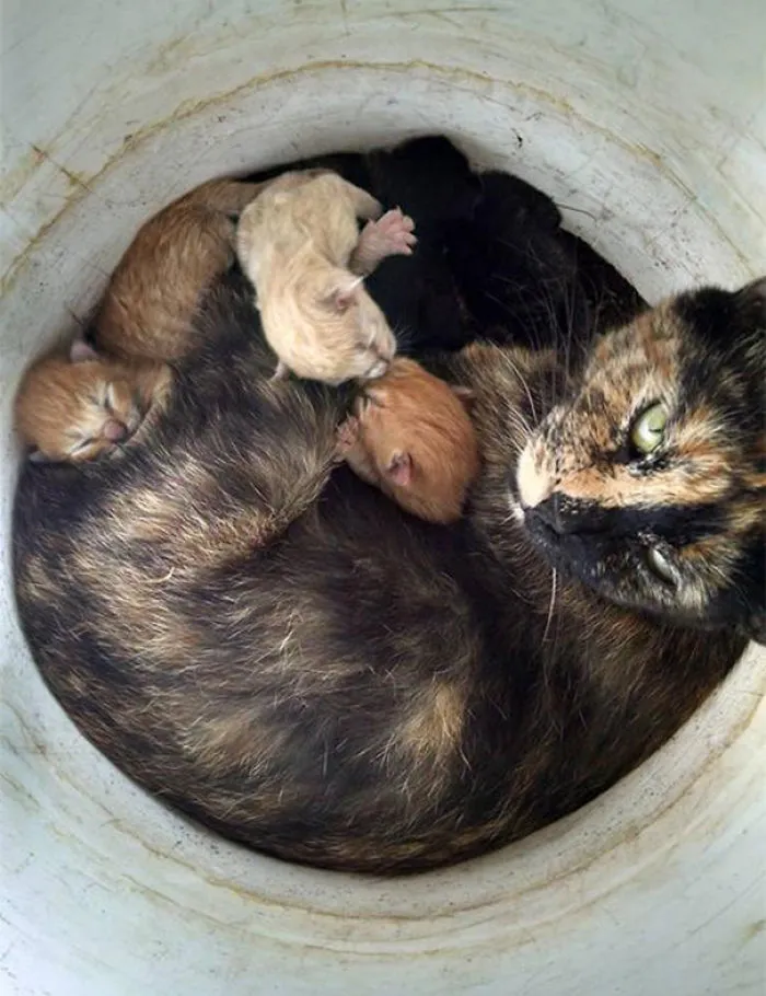 Porch Cat Is Chilling Out And We Got A Picture Of The Bucket Of Kittens
