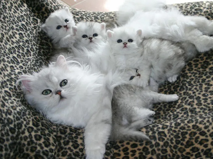 Cat With Her Kittens