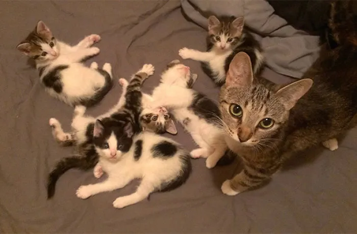 My Friends Cat Had Kittens