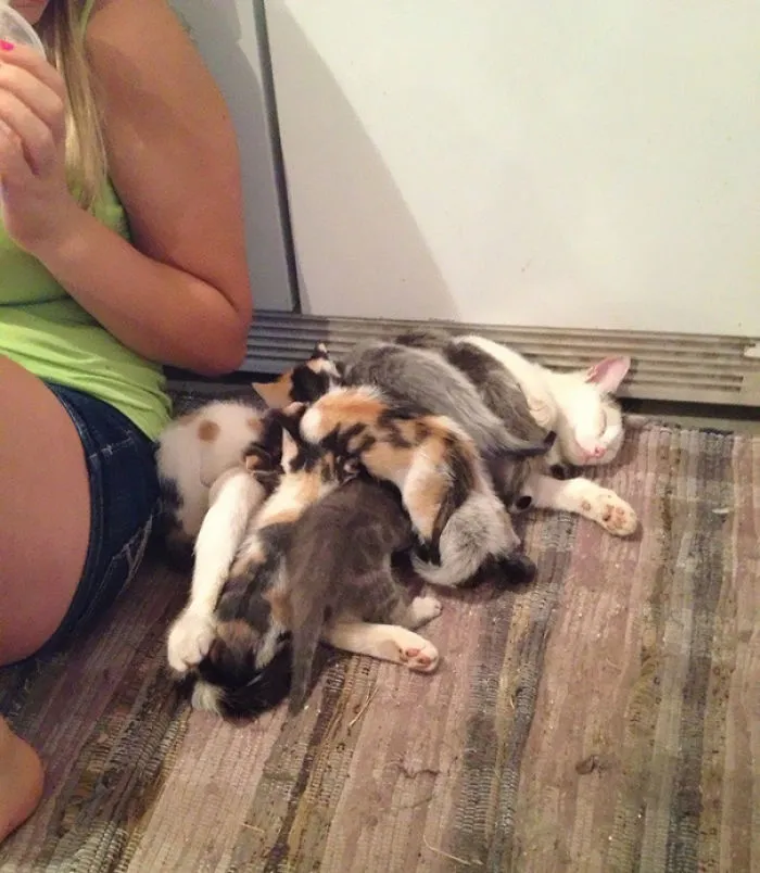 My Friend Has Two Litters Of Cats And Both Of The Moms Take Care Of All The Kittens