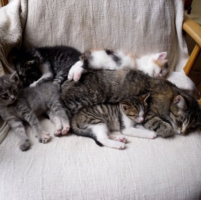 Kittens With Mother
