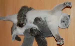 50 Proud Cat Mommies With Their Kittens