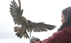Queen Of The Sky: My Friend Saved A Wounded Falcon And Let Her Fly Free