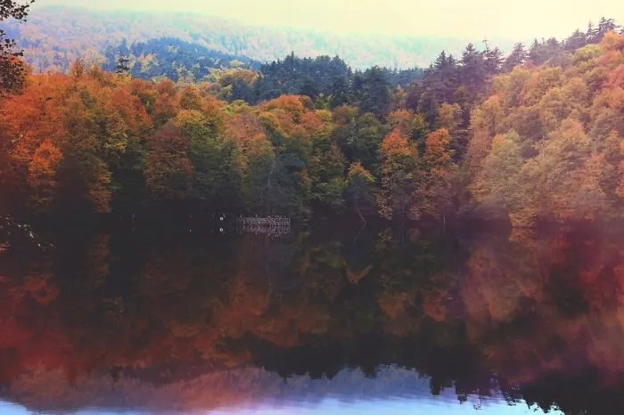 Rainbow Trees