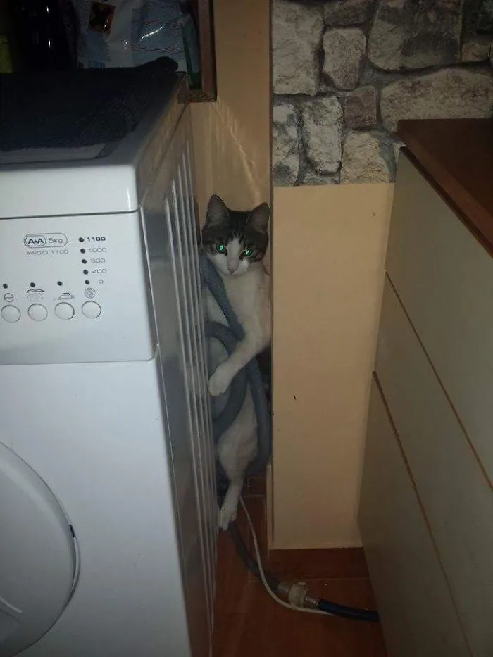 150 Cats Who Immediately Regretted Their Poor Life Choices