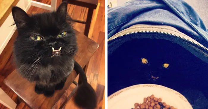 Meet Princess Monster Truck, A Poor Cat That Was Rescued From The Streets