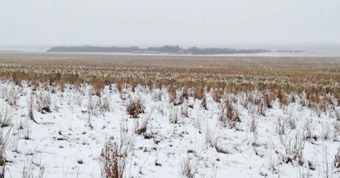 There Are 550 Sheep In This Pic. Can You Find Them?