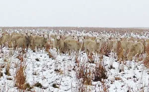 There Are 550 Sheep In This Pic. Can You Find Them?