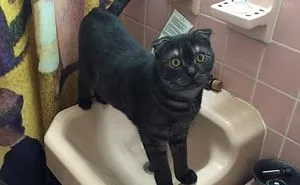 161 Cats Who Immediately Regretted Their Poor Life Choices