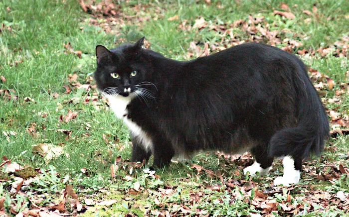 Black and white Maine Coon cat with fluffy fur standing outdoors on grass with fallen leaves in autumn.
