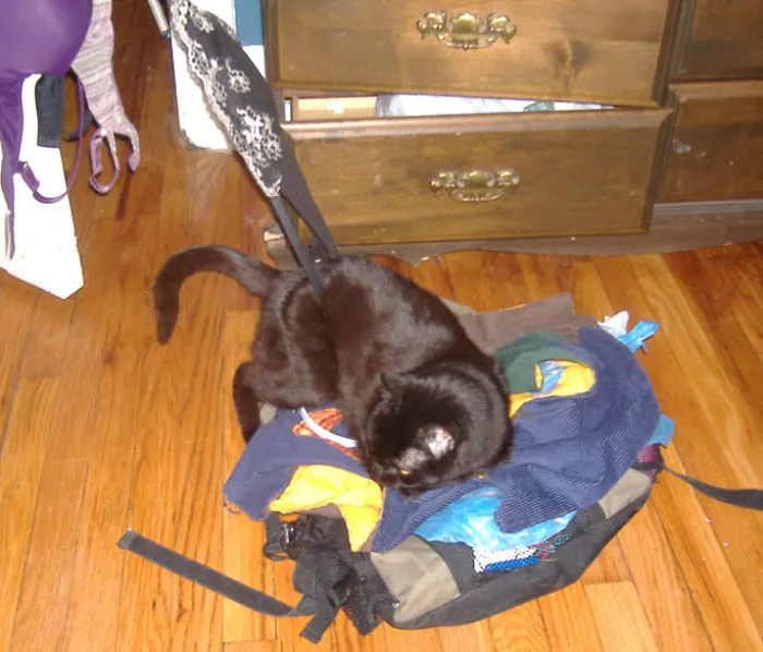 150 Cats Who Immediately Regretted Their Poor Life Choices
