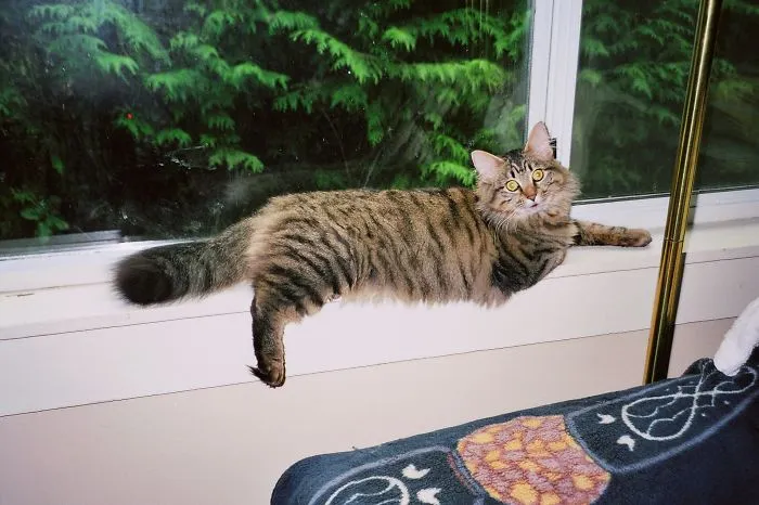 A Maine Coon cat with long fur and bright eyes lounging on a window sill near green trees outside.