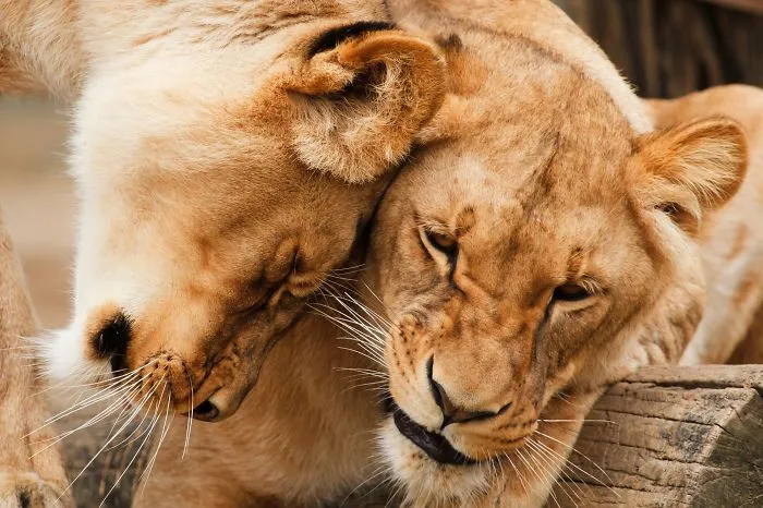 5 Photos To Show How Parents Care...
