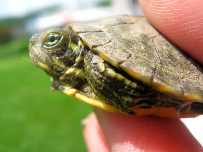 Backyard Baby