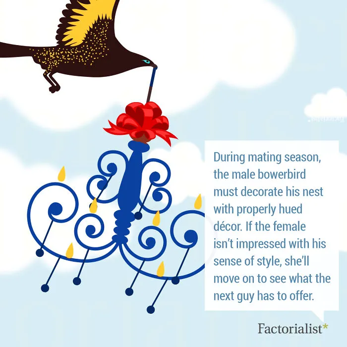 10 Quirky Human And Animal Gift-Giving Customs