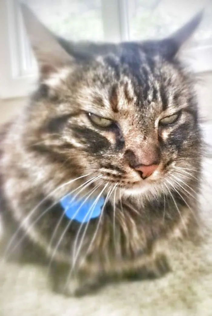 Close-up of a Maine Coon cat with soft fur and a calm expression sitting near a window.