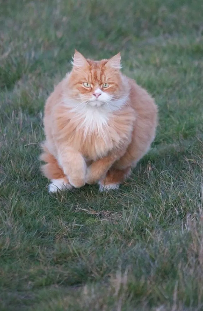 Barnaby, Doing What He Does Best,  Chasing Our Dogs!