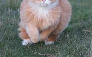 213 Of The Fluffiest Cats In The World