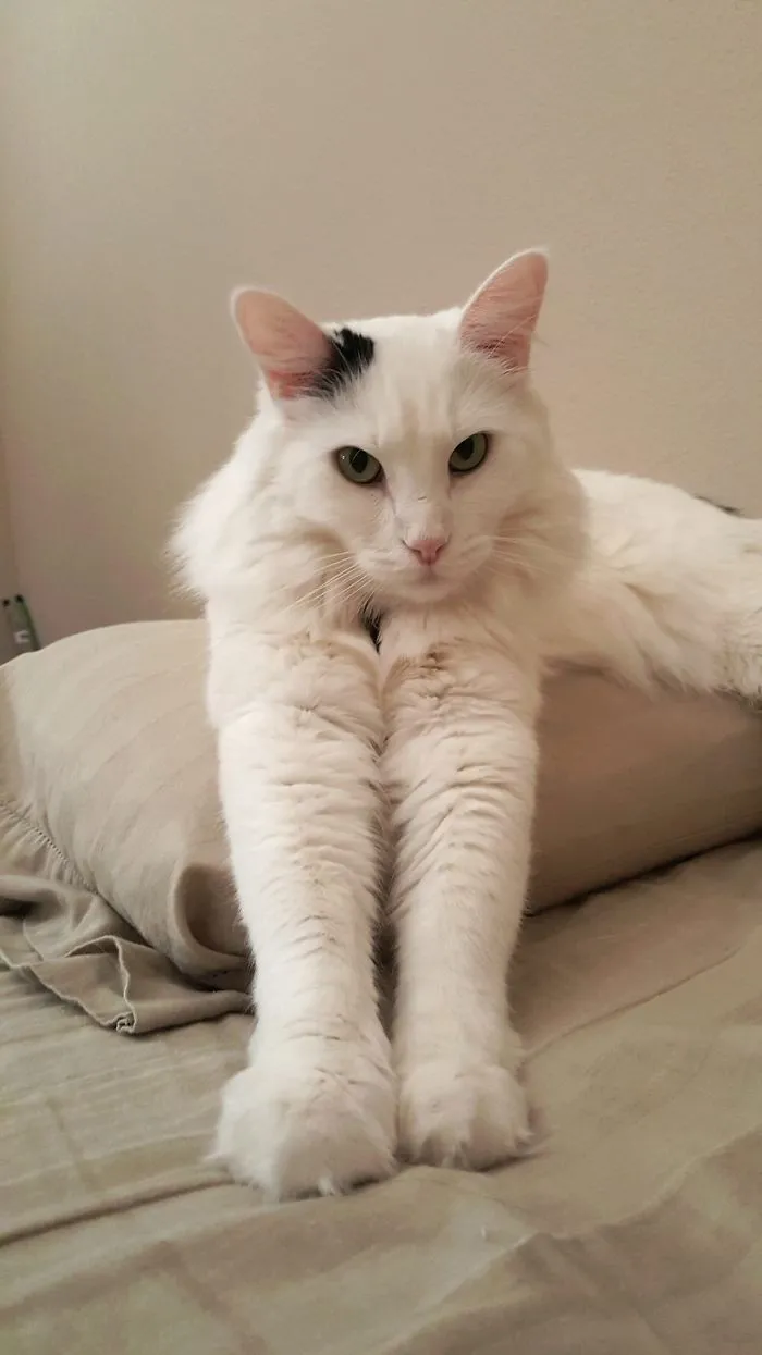 Legs For Days.
