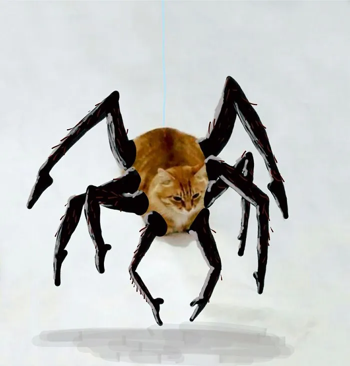 Spidah Cat